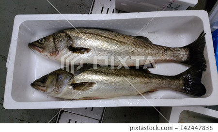 鱸魚 鱸魚 142447838