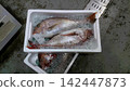  海鯛 142447873