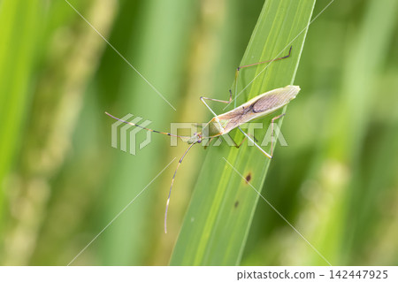 蜘蛛頭盔的bug 蜘蛛頭盔的bug 142447925