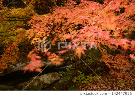 In Kotaro-ga-fuchi, Nasushiobara City, a gust of wind rustles the vibrant autumn colors of the gorge. In Kotaro-ga-fuchi, Nasushiobara City, a gust of wind rustles the vibrant autumn colors of the gorge. 142447936
