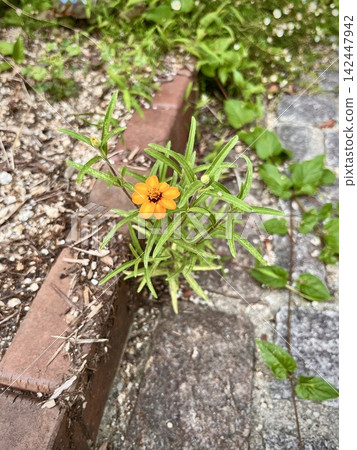 路邊盛開的百日菊 路邊盛開的百日菊 142447942