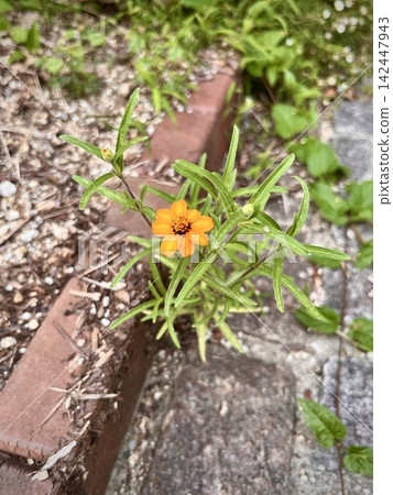 路邊盛開的百日菊 路邊盛開的百日菊 142447943