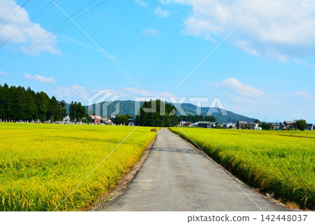 Rice stalks in the fields as autumn arrives and the harvest ripens. Rice stalks in the fields as autumn arrives and the harvest ripens. 142448037