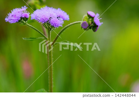 Purple flowers blooming against a green background Purple flowers blooming against a green background 142448044