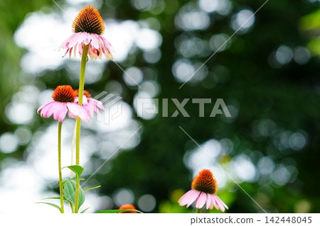 紫錐菊籠罩在散景之中 紫錐菊籠罩在散景之中 142448045