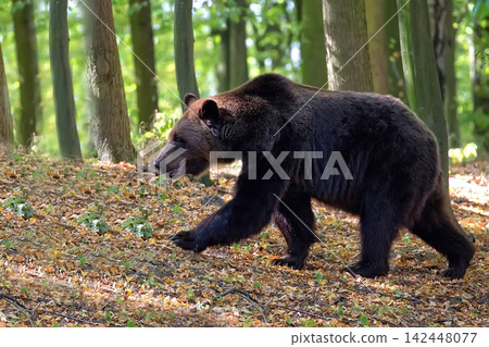 Brown bear in the forest Brown bear in the forest 142448077