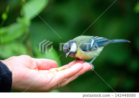 Great tit eating from a hand Great tit eating from a hand 142448080