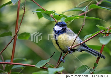 Great tit in the forest Great tit in the forest 142448081