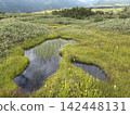 Mountain firefly growing in the rice paddies of Midagahara 142448131