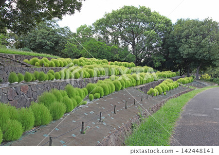 鶴見綠地公園、70 年世博紀念公園的地膚 鶴見綠地公園、70 年世博紀念公園的地膚 142448141