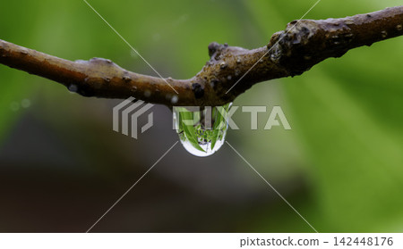 一張美麗的自然特寫照片,捕捉到雨後透明的雨滴即將從樹枝上落下的瞬間。 一張美麗的自然特寫照片,捕捉到雨後透明的雨滴即將從樹枝上落下的瞬間。 142448176