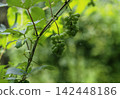 夏日陽光下，綠樹成蔭，葡萄藤上掛滿了成熟的青葡萄，構成了一幅令人心曠神怡的景象。 142448186