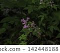 日本繡線菊（Spiraea japonica）是一種夏季在山野間野生生長的花卉，它在翠綠的葉子間開出粉紅色的花朵。 142448188
