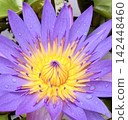 Purple water lily - with vibrant petals and golden stamens 142448460