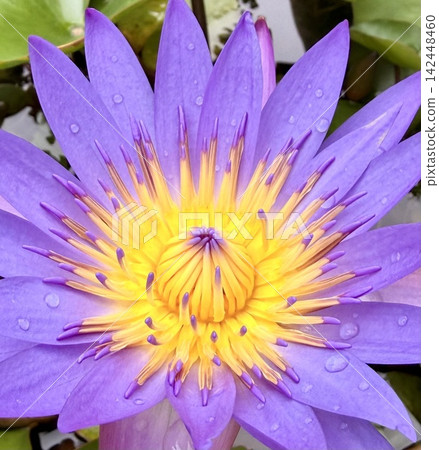 Purple water lily - with vibrant petals and golden stamens Purple water lily - with vibrant petals and golden stamens 142448460