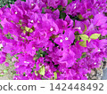 Bougainvillea in full bloom - vibrant pink flowers 142448492