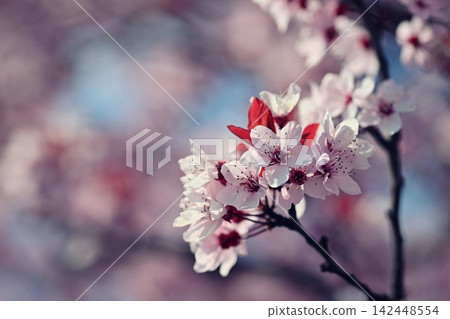 Nature Spring Flowers Blooming Pink Blossom Branch Nature Spring Flowers Blooming Pink Blossom Branch 142448554