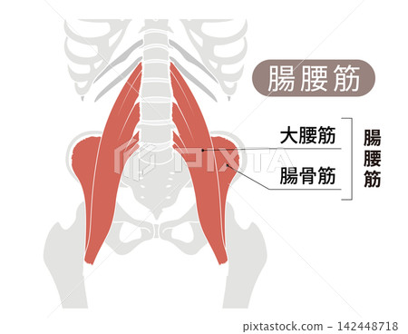 從正面觀察的人體骨骼和髂腰肌(腰大肌和髂肌)的簡單解剖圖。 從正面觀察的人體骨骼和髂腰肌(腰大肌和髂肌)的簡單解剖圖。 142448718