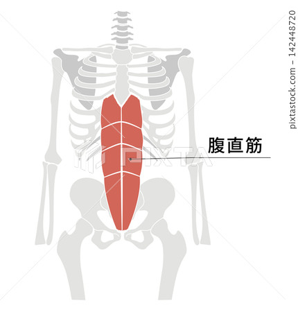 一張簡單的解剖圖,從正面視角展示了人體骨骼和腹直肌。 一張簡單的解剖圖,從正面視角展示了人體骨骼和腹直肌。 142448720