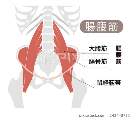 從正面觀察的人體骨骼和髂腰肌（腰大肌和髂肌）的簡單解剖圖。 142448723