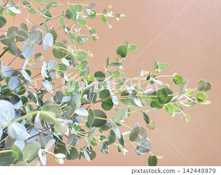Eucalyptus leaves and copy space against a light brown wall background. Eucalyptus leaves and copy space against a light brown wall background. 142448979