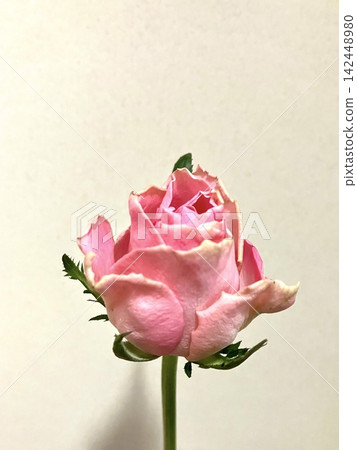 A single beautiful pink rose stands out against a simple background. A single beautiful pink rose stands out against a simple background. 142448980