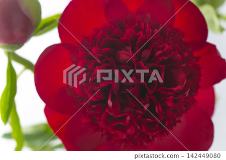 A close-up of a vividly blooming crimson peony. A close-up of a vividly blooming crimson peony. 142449080