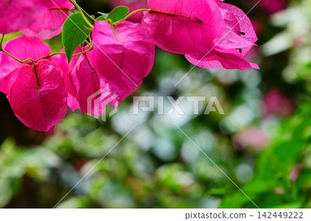 Bright pink bougainvillea Bright pink bougainvillea 142449222