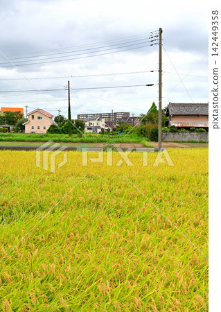 秋日,豐收前的鄉村景色。 秋日,豐收前的鄉村景色。 142449358