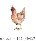 Domestic brown hen. Hand-drawn illustration created with fine black liner and colored pencils. suitable for farm, countryside, agriculture, rural lifestyle, and traditional design projects.  142449417