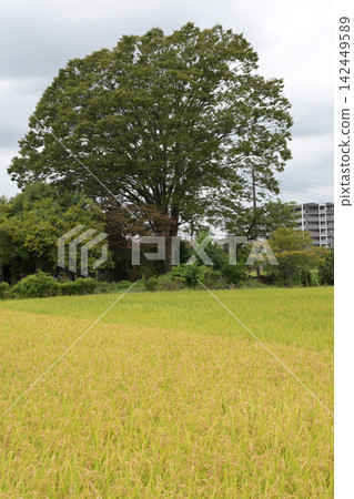 秋季,豐收前的鄉村景色,遠處是公寓大樓。 秋季,豐收前的鄉村景色,遠處是公寓大樓。 142449589