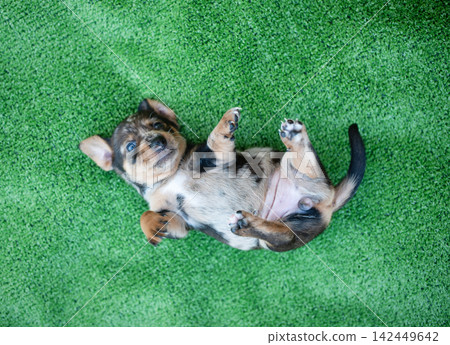 Small brown and black puppy lying on its back with paws in the air on green artificial grass background, showcasing playful and relaxed posture Small brown and black puppy lying on its back with paws in the air on green artificial grass background, showcasing playful and relaxed posture 142449642