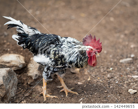Black and white rooster walking on dirt ground near rocks Black and white rooster walking on dirt ground near rocks 142449655