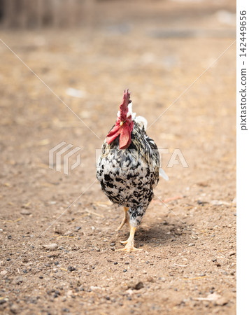 Speckled rooster walking on dirt ground in a farmyard setting Speckled rooster walking on dirt ground in a farmyard setting 142449656