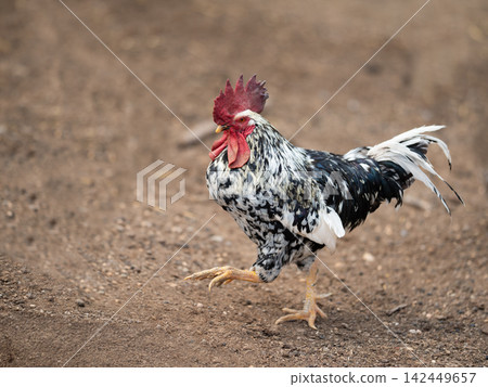 Colorful rooster walking on dirt ground in rural farm setting 142449657