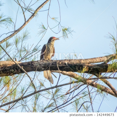 Asian koel female bird, Eudynamys scolopaceus, Phuket, Thailand Asian koel female bird, Eudynamys scolopaceus, Phuket, Thailand 142449673