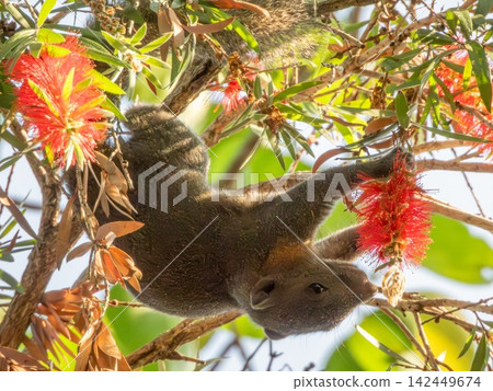 Two red squirrels, sciurus vulgaris, on a tree branch, Phuket, Thailnad 142449674