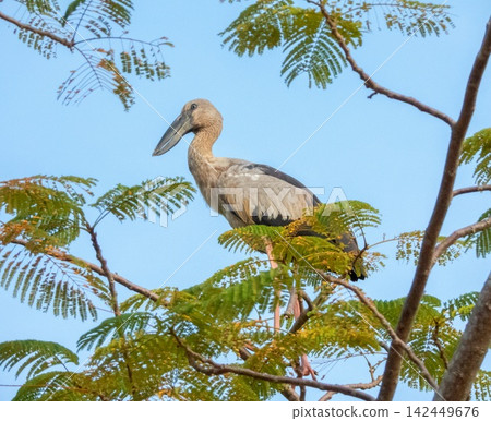 Asian Openbill Stork bird, Anastomus oscitans, Phuket, Thailand Asian Openbill Stork bird, Anastomus oscitans, Phuket, Thailand 142449676