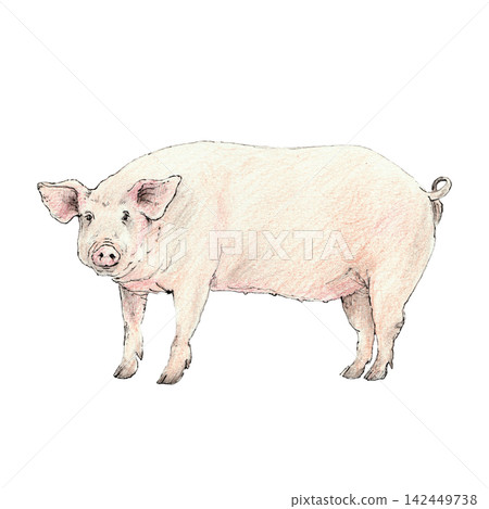 Adult domestic farm pig standing in full view. Hand-drawn illustration created with fine black liner and colored pencils. Suitable for farming, agriculture, countryside, rural life, and vintage-themed Adult domestic farm pig standing in full view. Hand-drawn illustration created with fine black liner and colored pencils. Suitable for farming, agriculture, countryside, rural life, and vintage-themed 142449738