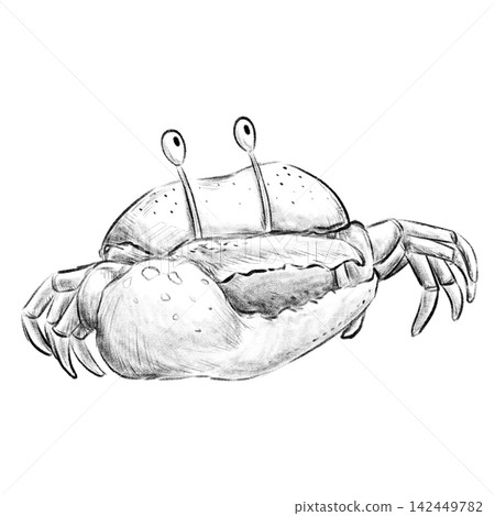 Isolated Fidder crab looking up pencil sketch illustration Isolated Fidder crab looking up pencil sketch illustration 142449782