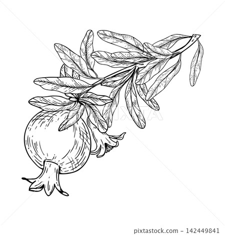 Pomegranate branch with fruit, leaves, and blooming flowers isolated hand drawn black ink vector illustration. Botanical line art sketch for monochrome packaging, botanical wall art, garden decor. Pomegranate branch with fruit, leaves, and blooming flowers isolated hand drawn black ink vector illustration. Botanical line art sketch for monochrome packaging, botanical wall art, garden decor. 142449841