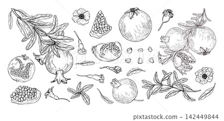 Pomegranate set with branch, leaves, flowers and seeds in hand drawn sketch style. Whole and sliced fruit vector engraved illustration. Botanical drawing for packaging, juice label and menu design 142449844