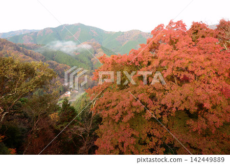 京都府笠木山:清晨籠罩著山村的薄霧依舊,秋意漸濃,樹葉也變色了。 京都府笠木山:清晨籠罩著山村的薄霧依舊,秋意漸濃,樹葉也變色了。 142449889