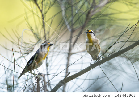 Striated Pardalote Striated Pardalote 142449905