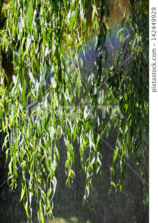 Vibrant rainbow spectrum visible through water spray and weeping willow foliage Vibrant rainbow spectrum visible through water spray and weeping willow foliage 142449929