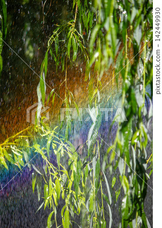Vibrant rainbow spectrum visible through water spray and weeping willow foliage Vibrant rainbow spectrum visible through water spray and weeping willow foliage 142449930