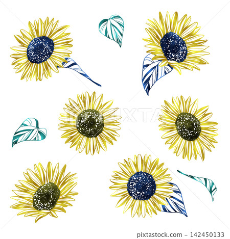 Sunflower illustration material set 142450133