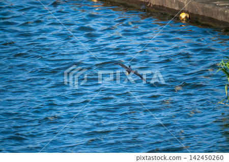 Adult Sasago (Japanese Egret) in flight over the Shinano River Yasuragi Embankment. Adult Sasago (Japanese Egret) in flight over the Shinano River Yasuragi Embankment. 142450260