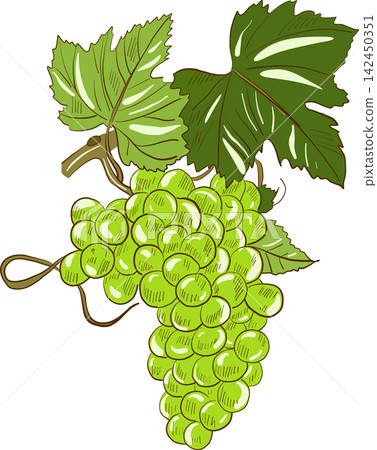 Fresh and vibrant watercolor illustration of green grapes cluster with vine leaves Fresh and vibrant watercolor illustration of green grapes cluster with vine leaves 142450351