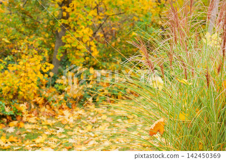 Yellow autumn trees forming dense park view above green grass creating natural seasonal outdoor backdrop. Yellow autumn trees forming dense park view above green grass creating natural seasonal outdoor backdrop. 142450369